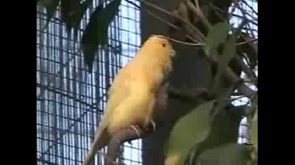 The Canary Aviary at the House that Contains Upwards of 50 Canaries