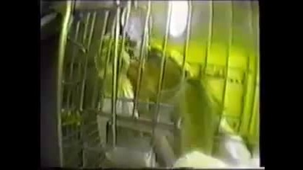 Беззащитни и безпомощни , осъдени на смърт ...