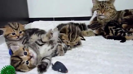 Мама котка и нейните сладки котенца