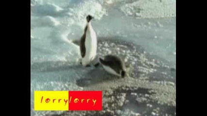 Пингвин спъва друг