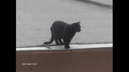Чочко
