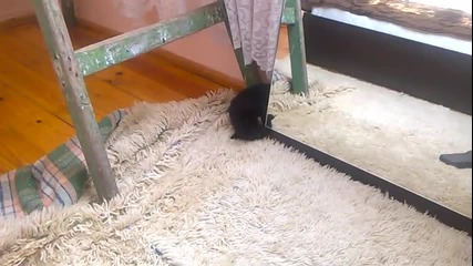 Mma Cat vs. Cat