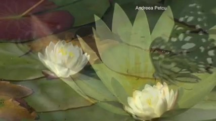 Желанията на сърцето - Chris Spheeris