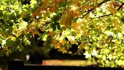 Futaghi Fall Branch