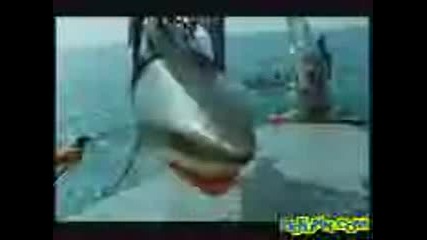 John West Shark