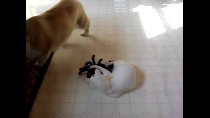Котка срещу паяк 