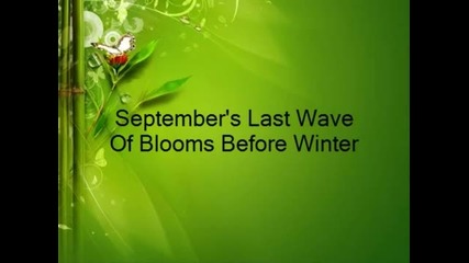 Warren Bennett,..heavenly,..september Wave Of Blooms Before Winter