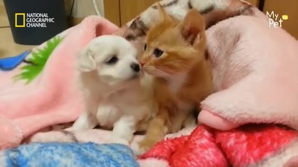 Много сладки сладури ! - куче и коте