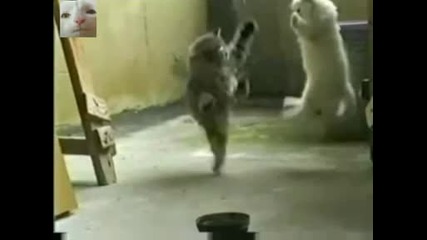 Смях..котка каратист..