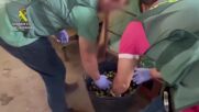 Испанската полиция разкри кражба на 74 тона маслини (ВИДЕО)