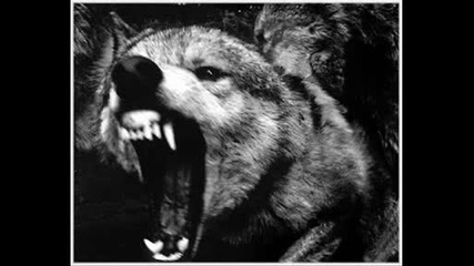 Soldier Wolf.wmv