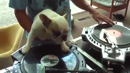 Amazing Dj Dog Funny And Video