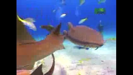 акула хапе водолаз