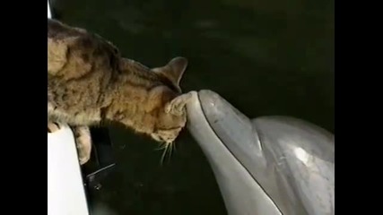 Коте и делфин играят заедно 