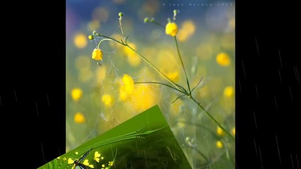 Слънчеви цветя... ...(музика Игор Крутов)... ...