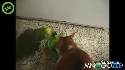 Птици тормозят котки