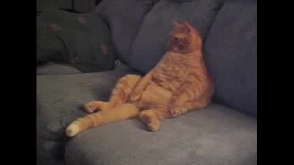 Е тва е мързел - Дебела котка гледа телевизия