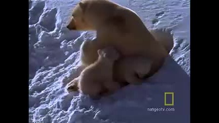 Полярни мечки - майка и две бебета 