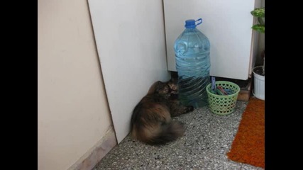 Моето персийско коте