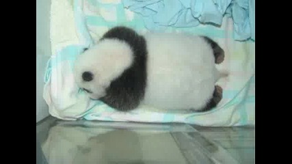 Бебе Панда Израства Пред Вас