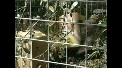 The Most Extreme on Animal Planet Killer Cats with Scott Lope 