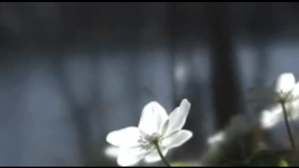 Чайковски - Лебедово езеро
