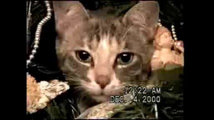 Merry Chrismas Cat.avi