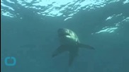 Filmmaker Comes Face-to-Face With Great White