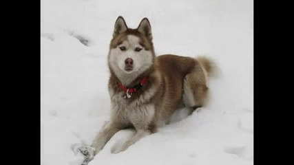 кафяви хъски