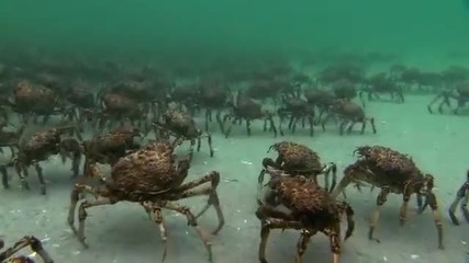 Spider Crabs vs. Stingray