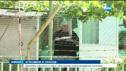 Десетки ужилени и един припаднал след нападение на пчели