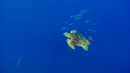 Красотата на Океана 