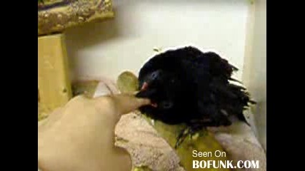 Nasty Bird Bites The Hand That Feeds Him