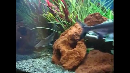 Акула в аквариум 