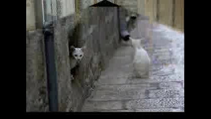Бездомните Котки В България