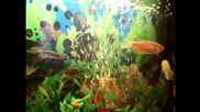 Страхотен аквариум