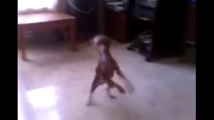 куче танцьор :)