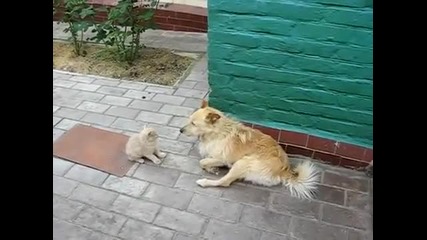 Коте тормози куче