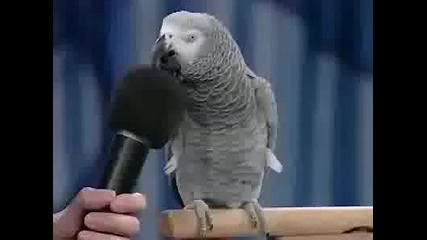 Eintstien - говорещият папагал 