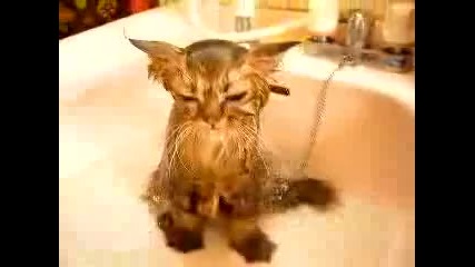 Мокра котка - не е много доволна :d 