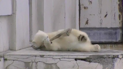 Maruyama Zoo- Polar Bear, полярни мечки