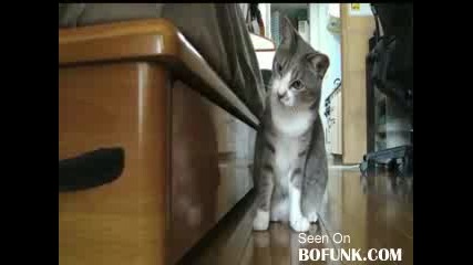 Котка - Нинджа 