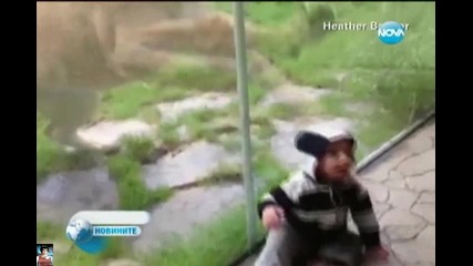Голям лъв напада бебе