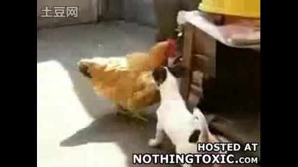 Rapist Puppy Lures Chicken Into His Home For Sex 