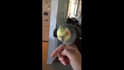 Луд папагал прави дъбстеп