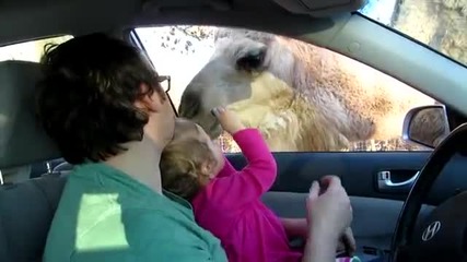 Малко момиче храни камила
