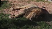Лъвът, избягал от цирк в Италия, се отдаде на заслужена почивка (ВИДЕО)