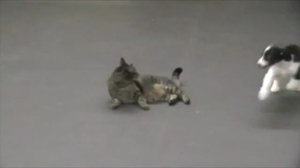 Куче срещу котка (смях) 