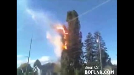 Big Tree Suicide 