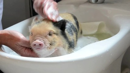 Прасенце обича да се къпе